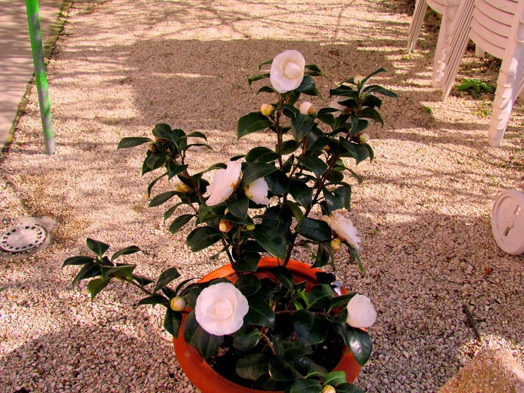 Villa Maria Bed & Breakfast, Corridonia, Marche Exteriér fotografie